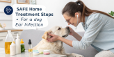 dog ear infection home treatment