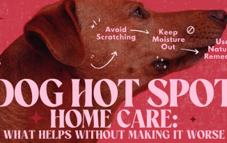 dog hot spot home care