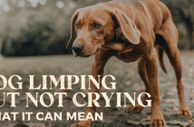 dog limping but not crying