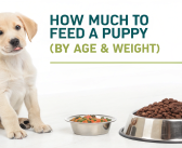 How Much to Feed a Puppy (By Age & Weight)