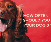 How Often Should You Brush Your Dog’s Teeth?