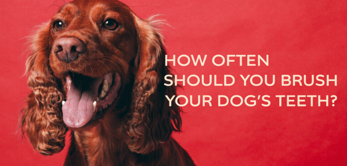 How Often Should You Brush Your Dog’s Teeth?