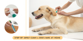 How to Clean Dog Ears at Home Safely
