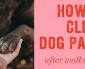 How to Clean Dog Paws After Walks