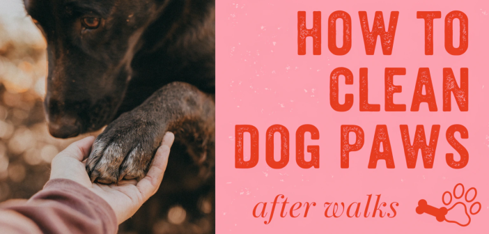 How to Clean Dog Paws After Walks