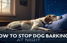 how to stop dog barking at night