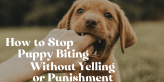 how to stop puppy biting