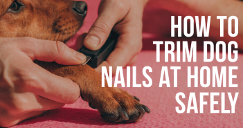 How to Trim Dog Nails at Home Safely