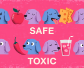 Human Foods Dogs Can and Can’t Eat