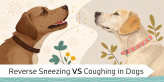 reverse sneezing