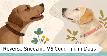 reverse sneezing