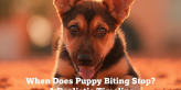 when does puppy biting stop