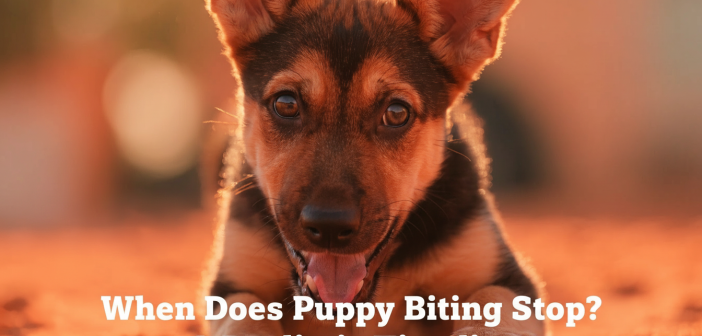 when does puppy biting stop
