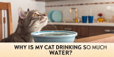 why is my cat drinking so much water