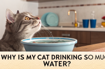 why is my cat drinking so much water