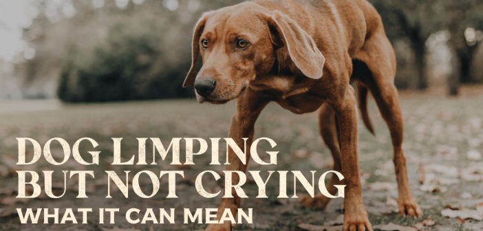 dog limping but not crying