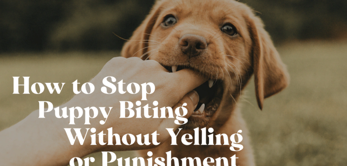 how to stop puppy biting